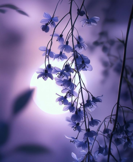 לבנת הפרחים - מאי