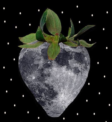 לבנת התות -יוני